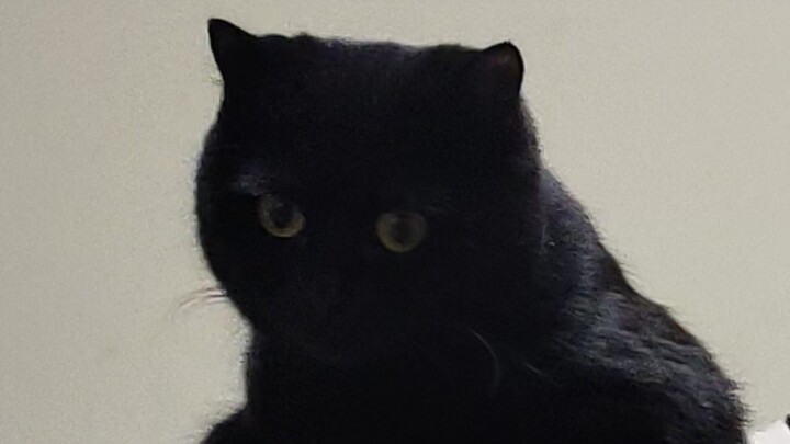 Bố tớ say rượu, đang mắng mèo kìa hahaha hahahahahahaha