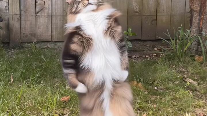 Cat dance
