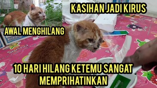 Alhamdulillah Baron Raja Kucing Cats Lovers Tv Sudah Di Temukan Kondisinya Memprihatinkan..!