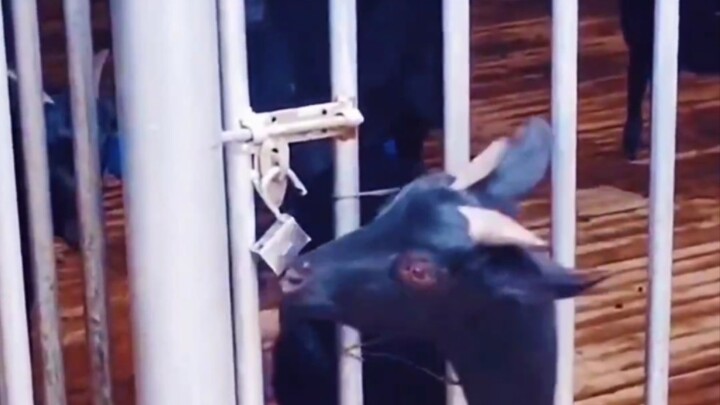 盘点那些高智商动物，一个比一个惊呼你的眼睛，搞笑！