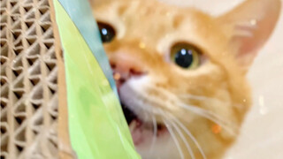 Some cats are so used to being babies that they almost forget their own names!