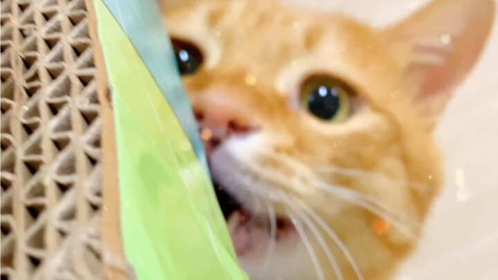 有些猫啊，当宝宝当惯了，都快忘记自己叫啥了！我呸