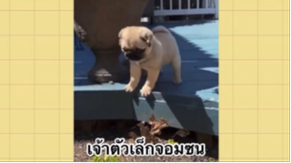 เพื่อนตัวน้อย สัตว์เลี้ยงแสนซน : เจ้าตัวเล็กจอมซน