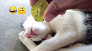 Adorable Cats and Dogs 😻🐶 New Funny Animals 🤣 Part 40