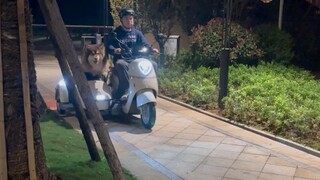 Duoduo: If I work hard and gain another ten pounds, I can ride an electric scooter every day.