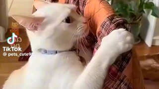 meow
