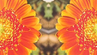 Flower Flower