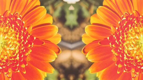 Flower Flower