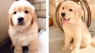 😍 These Adorable Cute Golden Puppies Make You Enjoy After Tired Day💖 | Cute Puppies