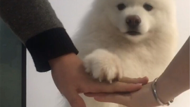 Chó: Hôm nay chúng ta kết nghĩa anh em luôn!