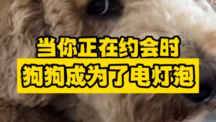When you bring your date home, your dog’s thoughts are all over its face!