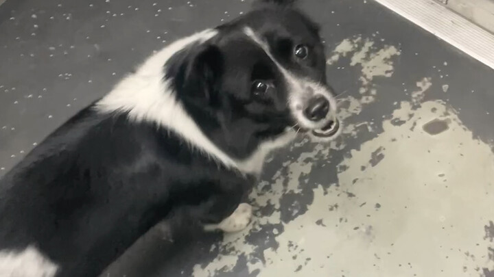 I met a lost dog and he used his eyes to signal me to help him press the elevator to find his home.