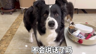 小狗：谁把我麦关了？
