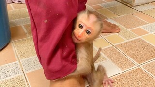 OMG Baby Monkey Mano Crying Loudly Super Angry Grandma When She Not Allow To Hug Her Leg
