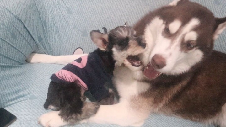 The husky was bullying the little puppy, but as soon as the owner slapped it, it immediately behaved