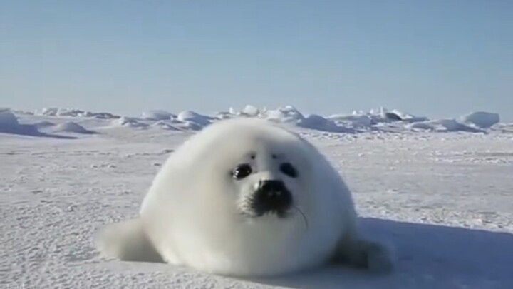 Little Seal: “Even though I’m this chubby, do you still like me?”