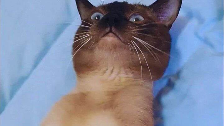 ครอบครัวเดิมอันน่าเศร้าของปี้ลั่วเหมาและพ่อที่เป็นสิ่งมีชีวิตคาร์บอน