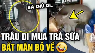 Tổng hợp tình huống 'HÀI ĐỘNG VẬT' không cười không lấy tiền P2 | Tin 3 Phút Hài