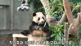 Binatang|Gerakan Panda Fu Bao Sama dengan Ayah