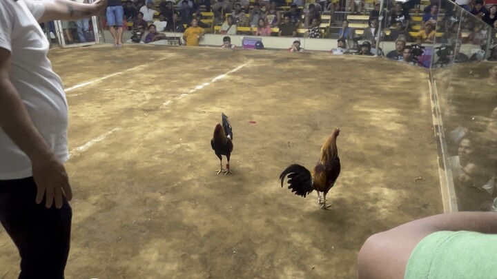 Freebies (March 21,2026)