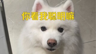 Who says Samoyeds are not very smart? It's just that they're too lazy to bother with you!