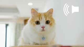 The 3 most popular cat audios in the world, I regret playing them for my cat!