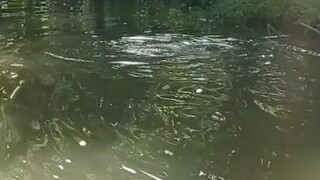 Trik menaikan ikan gabus monster #CastingerGabut #channastriata #gabusmonster