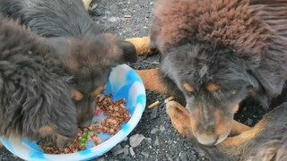 [Animals]First time eating dog food
