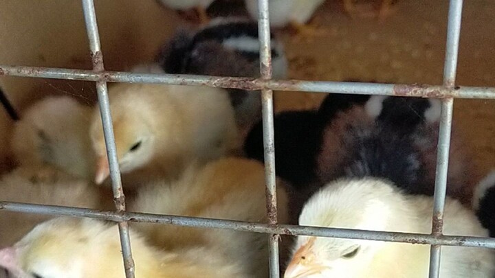 fresh from hatchery, battlestag and pure, 5k sweater x boston rh, gbsxboston rh,hatchgrey pure
