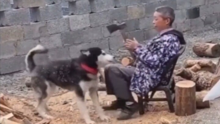 Funny animal behavior
