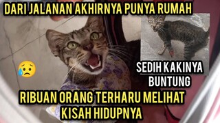 Subhan Allah Kucing Liar Kakinya Buntung Akhirnya Sembuh Dan Dapat Tempat Tinggal.!