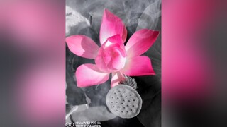 lotusflower hoasen BatNhipCamXuc