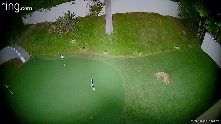 Một con chó sói đồng cỏ đã chơi golf trong sân sau của một ngôi nhà ở bang California, Mỹ, khoảng ha