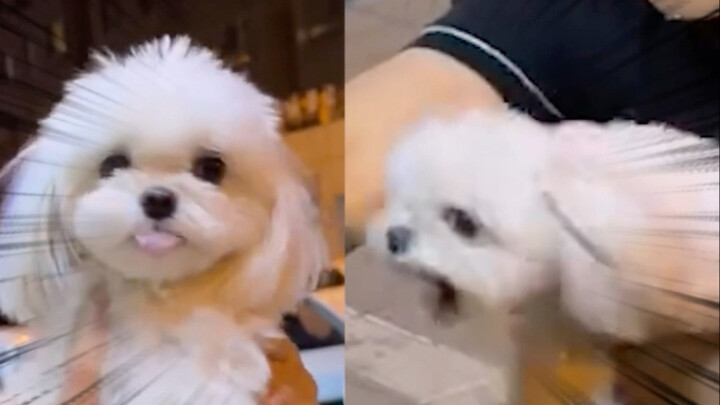 كيف لجرو أن يكون لديه وجهان؟