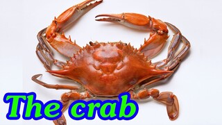 Bé tập nói tiếng anh | Con Cua | Baby practice speaking English | The crab