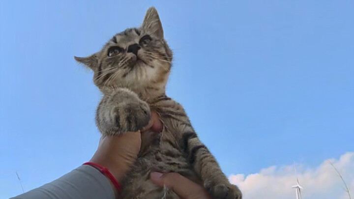 Siapa bilang membawa kucing kecil berarti tidak bisa memancing dengan baik? Tetap saja hasilnya meli