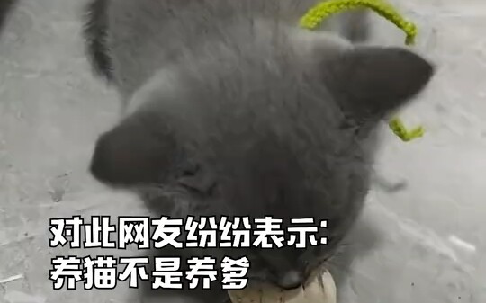 Man discovers kitten guarding its food and slaps it awake.
