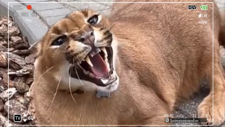 ما تقترب! أنا عنيف جدًا!!! ياه! (شعر مرفوع) ل(́◉◞౪◟◉‵ლ)