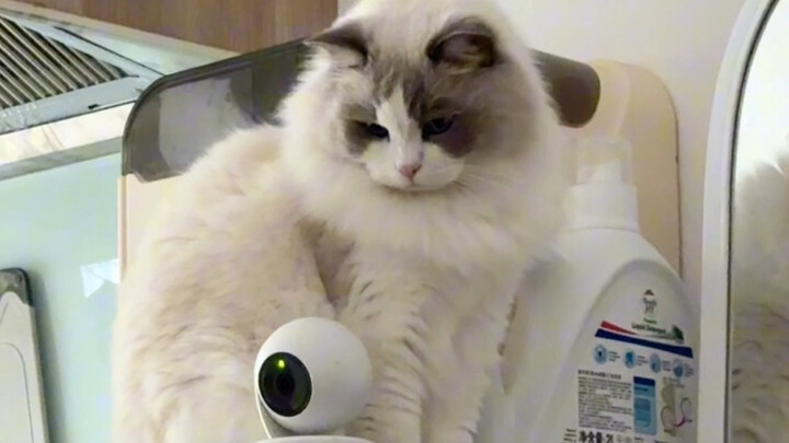 Khi tôi dùng camera để tìm mèo…