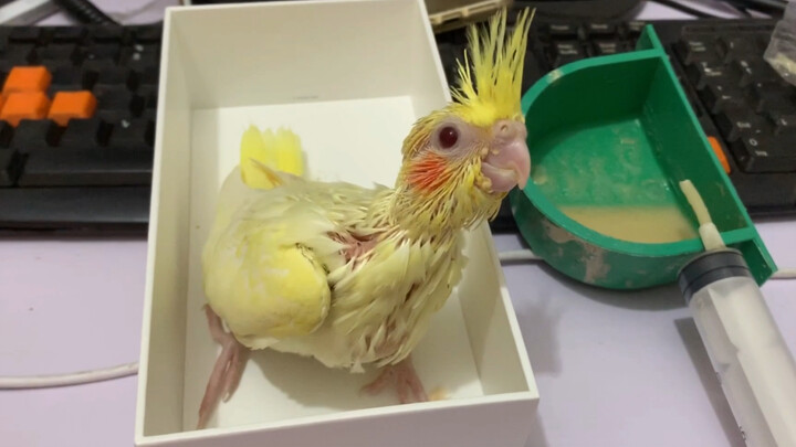 New member Xiaobai, and a quick guide to which parrots are suitable for keeping as pets