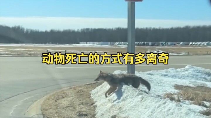 การพิสูจน์สาเหตุการตายอย่างประหลาดของสัตว์ 34