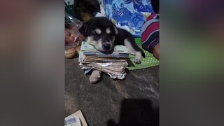 Lúc nhỏ cute lớn lên mập như lợn🤣🤣chó_cưng yeucuncon thucung pet xuhuong vacaiket