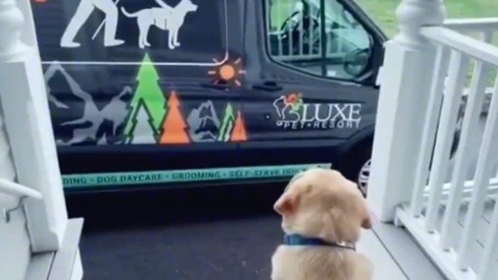 Turns out doggy school sorts puppies into classes based on their size, and they even hand out certif