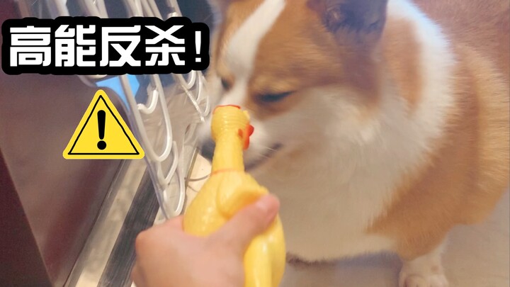 Ketika Corgi Bertemu Ayam Berteriak, Pertarungan Besar Siap Meletus!