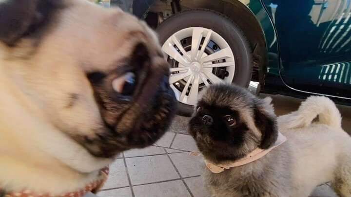 Chinese Pug and Pekingese Met On The Street