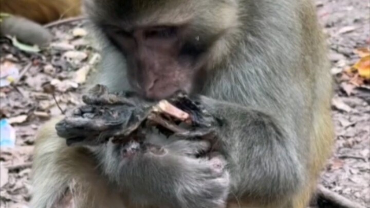 Battle-Damaged Monkey