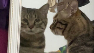 小猫被麻麻冷落，对着镜子委屈的嘤嘤嘤