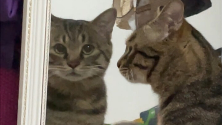 Kucing kecil diabaikan oleh ibu, merengek sedih di depan cermin