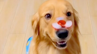 เจ้าจี๋เหมาเป็นสุนัขที่น่ารักที่สุดหรือเปล่านะ...