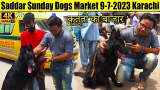 Saddar Dogs Market 9-7-2023 Karachi _ Black German Shepherd Siberian Husky American Pit Bull Terrier